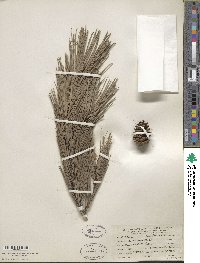 Pinus echinata image