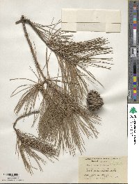 Pinus echinata image