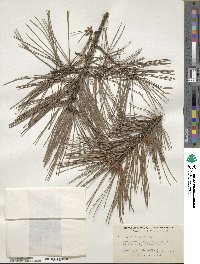 Pinus echinata image