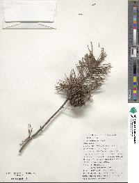 Pinus echinata image