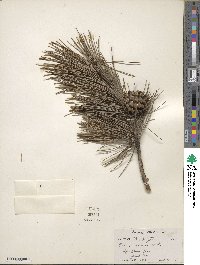 Pinus echinata image