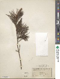 Pinus echinata image