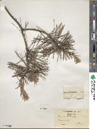 Pinus echinata image