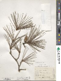 Pinus echinata image