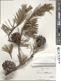 Pinus echinata image