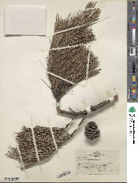 Pinus echinata image