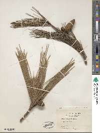 Pinus echinata image