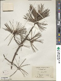 Pinus echinata image