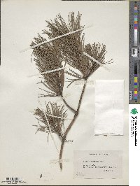 Pinus echinata image