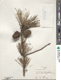 Pinus echinata image