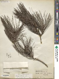 Pinus echinata image