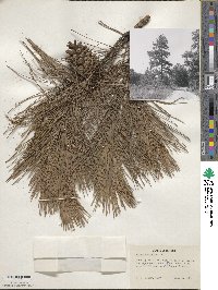 Pinus echinata image