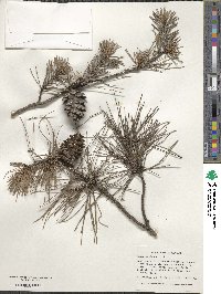 Pinus echinata image