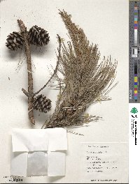 Pinus echinata image