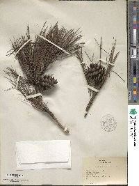 Pinus echinata image