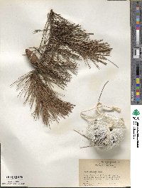 Pinus echinata image