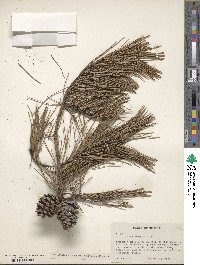 Pinus echinata image