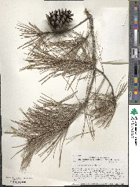 Pinus echinata image