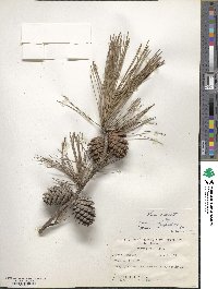 Pinus echinata image