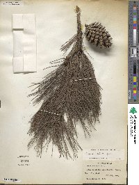 Pinus echinata image