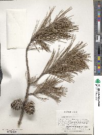 Pinus echinata image