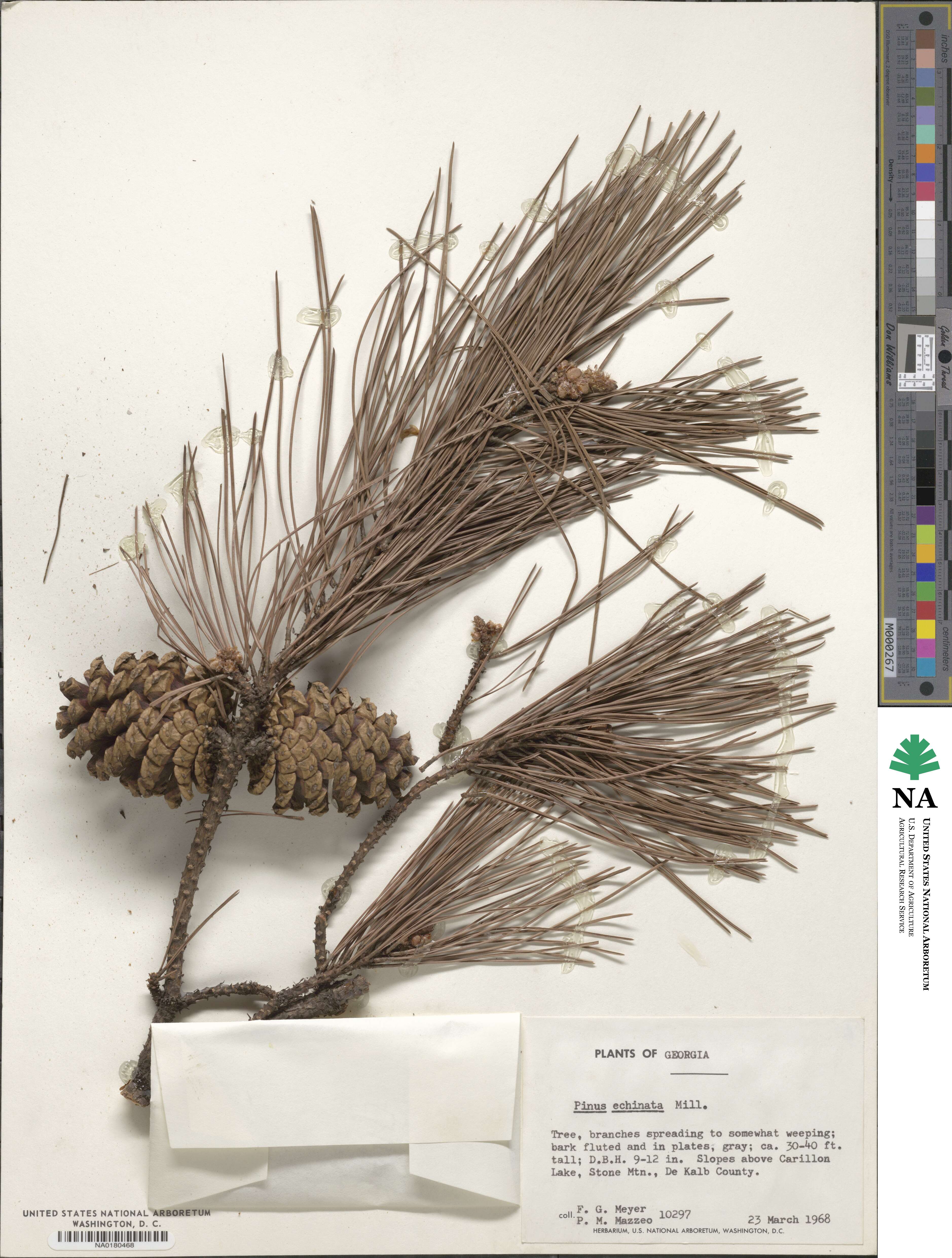 Pinus echinata image