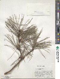 Pinus echinata image