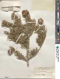 Pinus edulis image