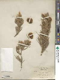 Pinus edulis image