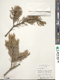 Pinus edulis image