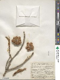 Pinus edulis image