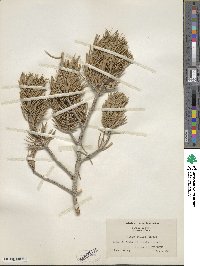 Pinus edulis image