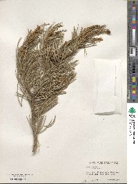 Pinus edulis image