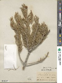 Pinus edulis image