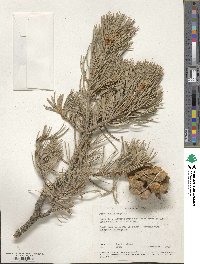 Pinus edulis image