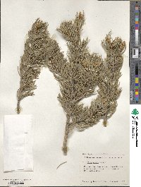 Pinus edulis image