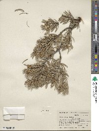 Pinus edulis image