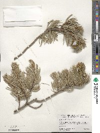 Pinus edulis image