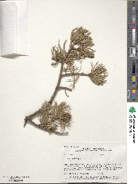 Pinus edulis image