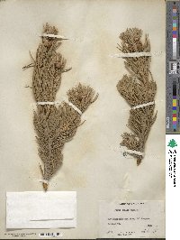 Pinus edulis image