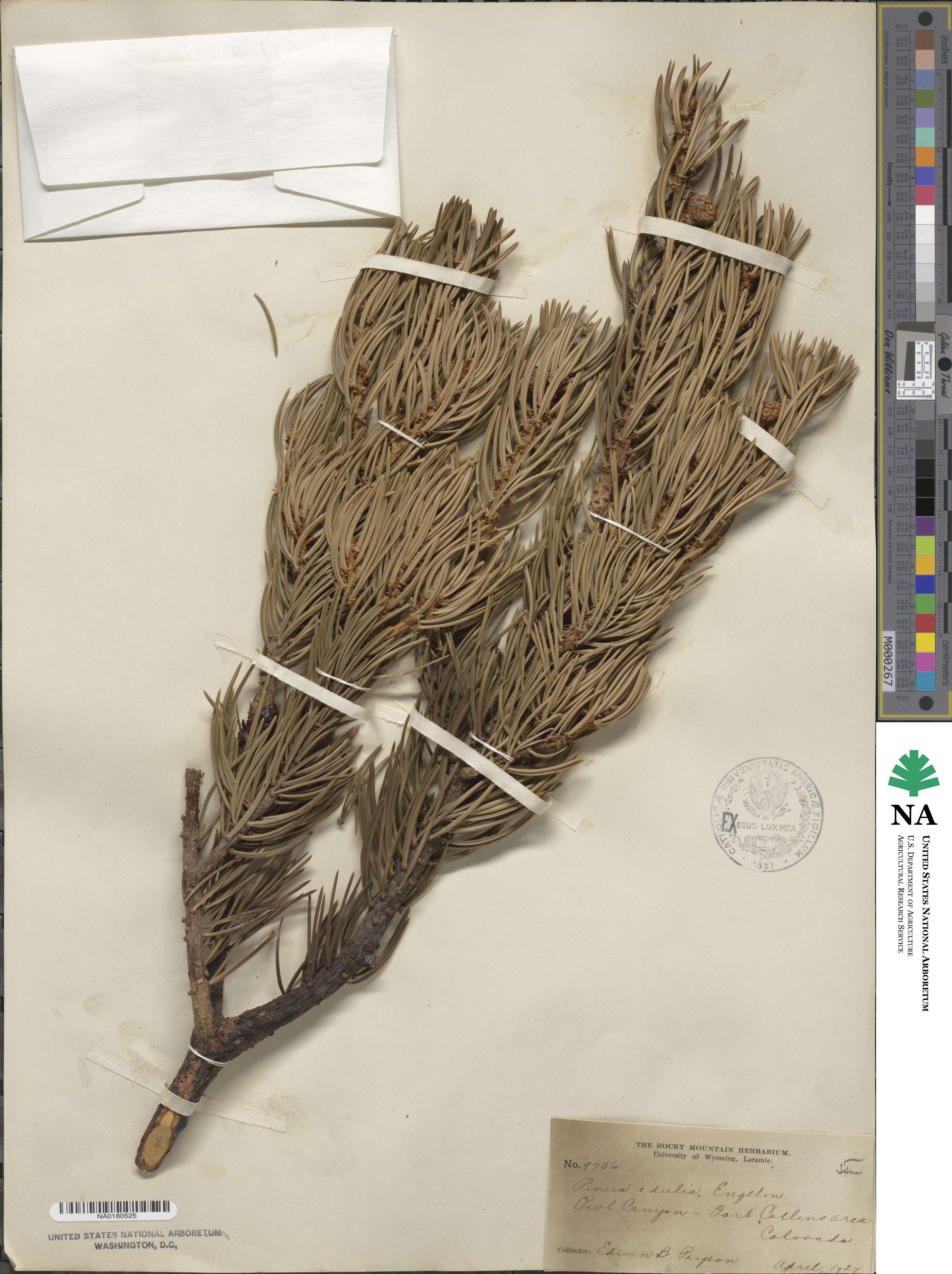 Pinus edulis image
