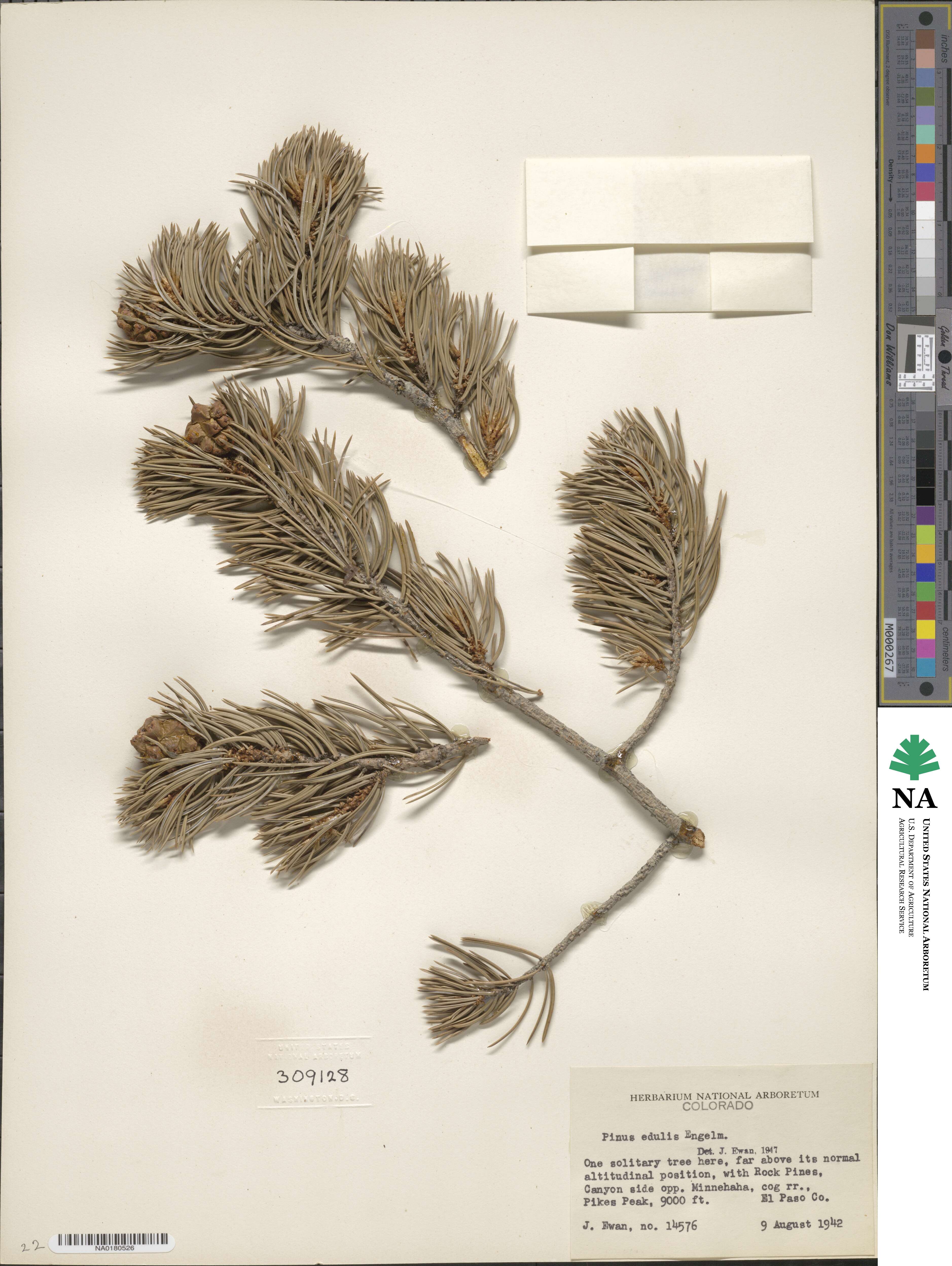 Pinus edulis image