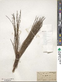 Pinus elliottii image