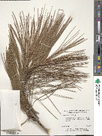 Pinus elliottii image