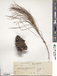 Pinus elliottii image