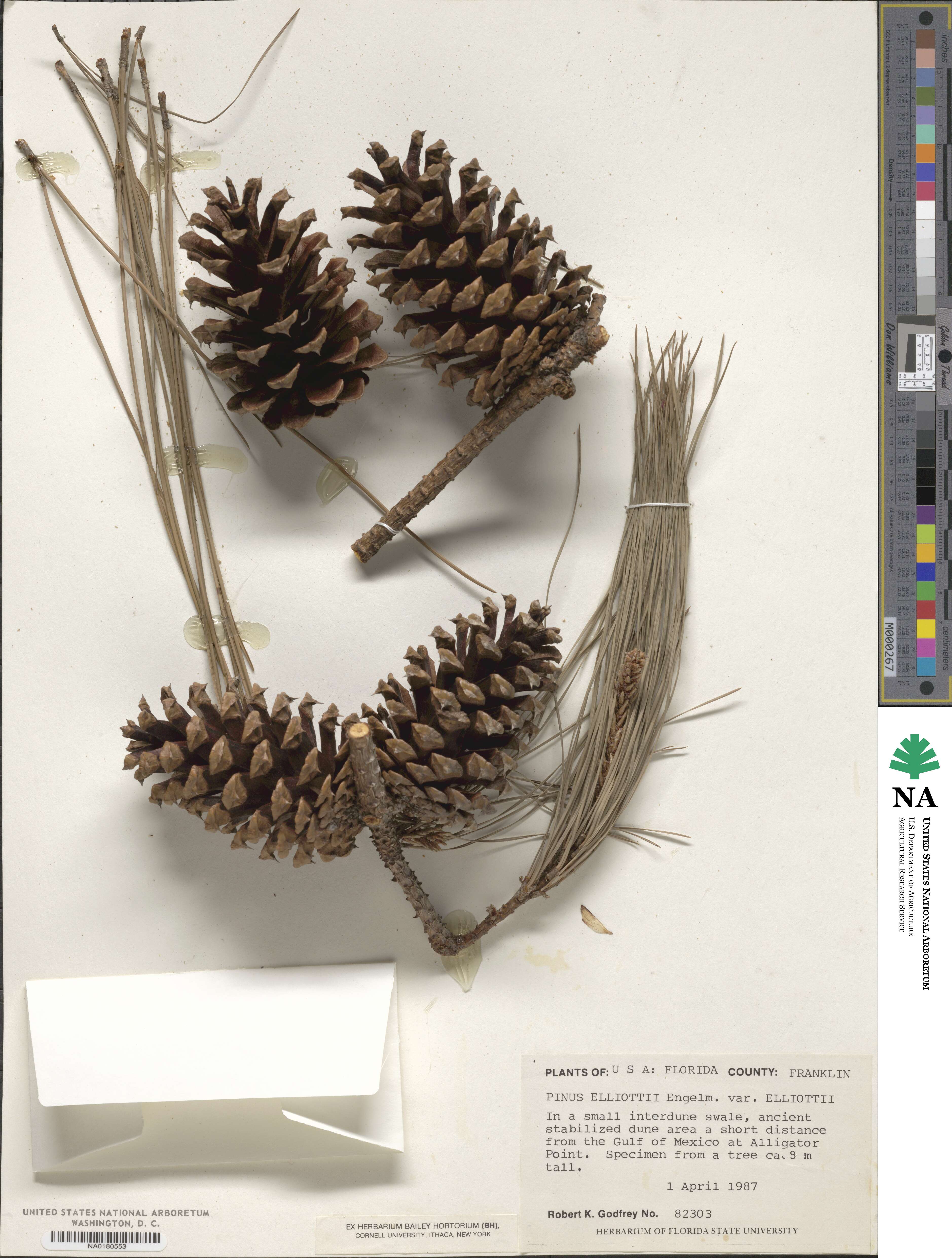 Pinus elliottii image