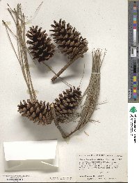 Pinus elliottii image