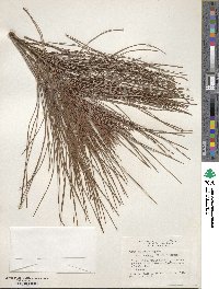 Pinus elliottii image