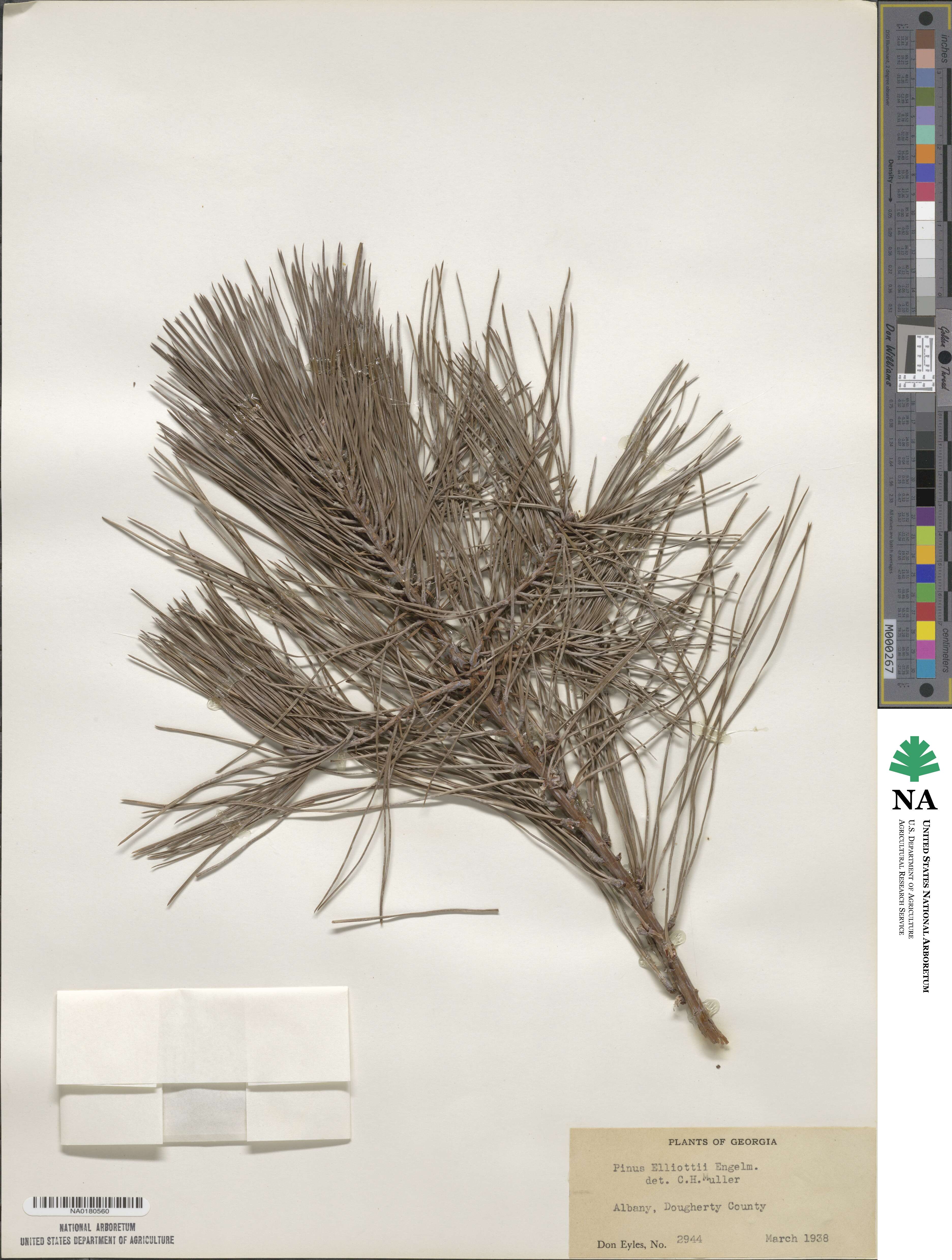 Pinus elliottii image
