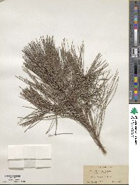 Pinus elliottii image